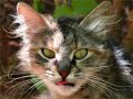 Cute Puppies and Kittens Cute Puppies and Kittens