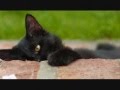 Cute Puppies and Kittens