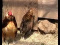Poules d\