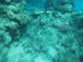 videos de Isla de Tiran