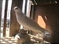 ���� ���� - ���� �...