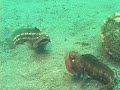 The Sarcastic Fringehead Fish
