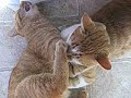 Petey and Rascal fighting! Petey and Rascal fighting!