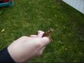 videos de Itachi catches a frog