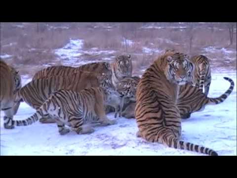 SIBERIAN TIGER