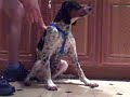 Training For The Doggie Dash