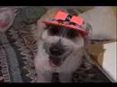 Mascotas  Bodoque, Princesa y Brawnie