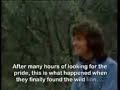 Christian The Lion- You gotta see this video!