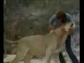 Christian The Lion- You gotta see this video!
