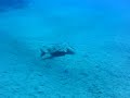 Engelhai auf Lanzarote mit Nautic Dive