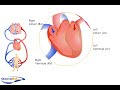 Chambers of the Heart