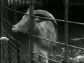 Artis Dierentuin in 1938