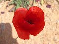 IRAJ, Naghsh-e Gonah (Taraneh, Shoor)