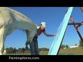 Artist Cheryl Ward collaborates with her painting horses