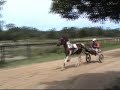 Samson, skewbald pacer Samson, skewbald pacer