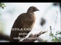 Unbelievable: Lazarus Taxon (Living Extinct Animals)!
