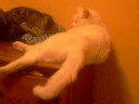 White cat on dresser
