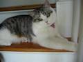 Orlando, our British Shorthair, grown up