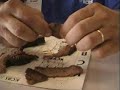 Brisket Judging Brisket Judging