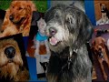 Dogswithblogs Anniversary