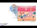Inflammatory response in the lungs (animation) Inflammatory response in the lungs (animation)