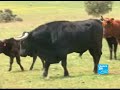 un taureau espagnol bientôt cloné