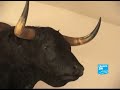 Un taureau espagnol bientôt cloné Un taureau espagnol bientôt cloné
