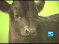 un taureau espagnol bientôt cloné