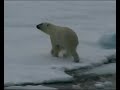 Greenland Bear Greenland Bear