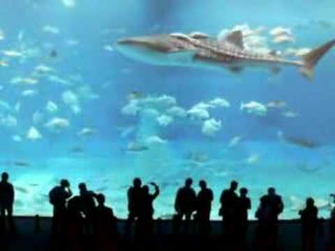 WORLD LARGEST FISH WHALE SHARK IN ...