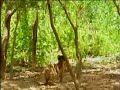 Monkey Death Wish