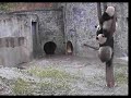 Wolong Panda\ Wolong Panda\