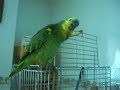 Pajarito dime Hola