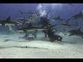 Shark Feeding