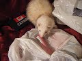 Spike trying to get into gum