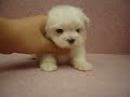 07/21???? Maltese -????-????