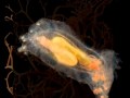 R�CENTE D�COUVERTE : ENTEROPNEUSTES