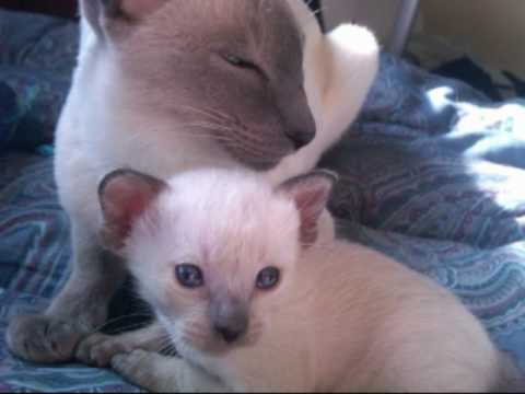 SIAMESE