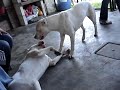 Dogo Argentino - Reina &amp; Gabriel che giocano - SPETTACOLARE !! Argentine Dogo