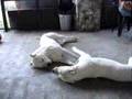Dogo Argentino video