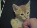 new cat