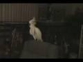 videos de Cockatoo