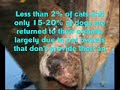 shelter animals shelter animals
