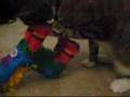 Hippie's Pinata.