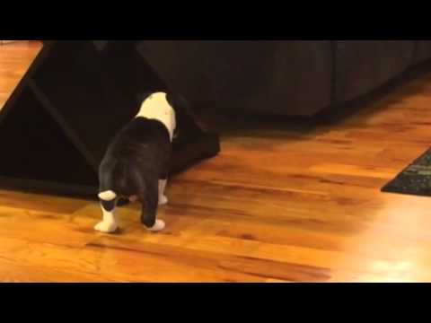 Male Bull Terrier Blaze born on 11-23-14