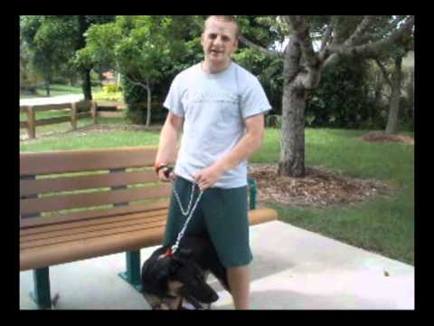 male k9