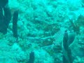 Trunk fish in Grenada