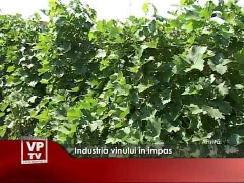 Industria vinului in impas