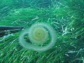 Underwater Ufo