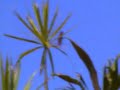November Hawk Song - Okinawa 2006